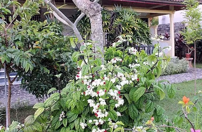 Taman Lilys バリ島
